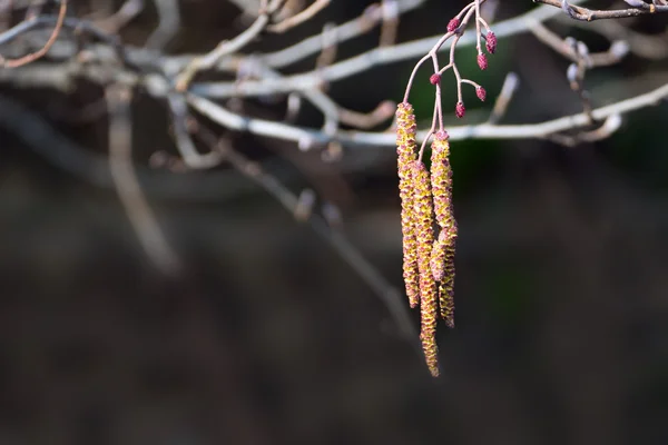 Ramos de amieiro, Alnus glutinosa, com inflorescência e cones — Fotografia de Stock