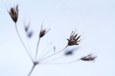 şişirilmiş bir umbelliferae hassas önümüzdeki