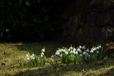 group of early spring snowflake flowers, leucojum vernum, dark s clipart