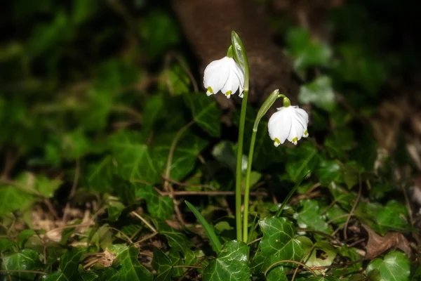 早春雪の結晶の花、leucojum vernum のうち成長 — ストック写真