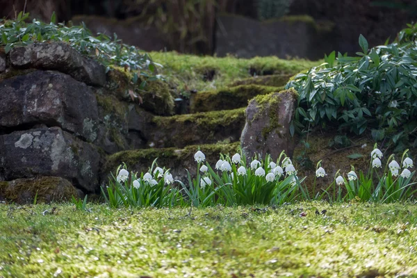 Natural stone stairs in a hillside garden with spring snowflake — Stock Photo, Image