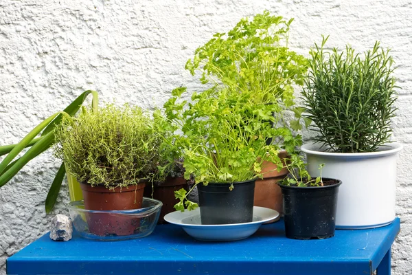 Las hierbas en los pucheros sobre la mesa azul contra la pared blanca —  Fotos de Stock