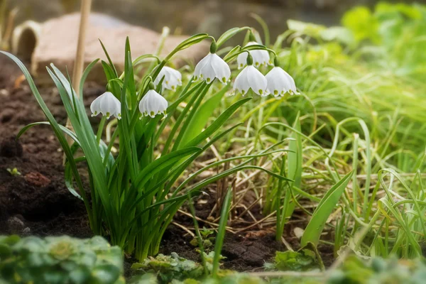Groep van vroege voorjaar sneeuwvlok bloemen, leucojum vernum — Stockfoto