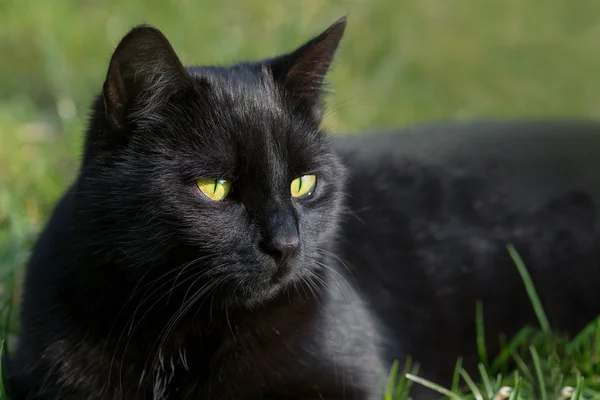 Svart katt i gräset, djur porträtt med grön bakgrund — Stockfoto