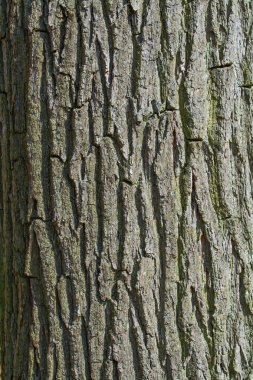 bark of a tree trunk, background texture clipart