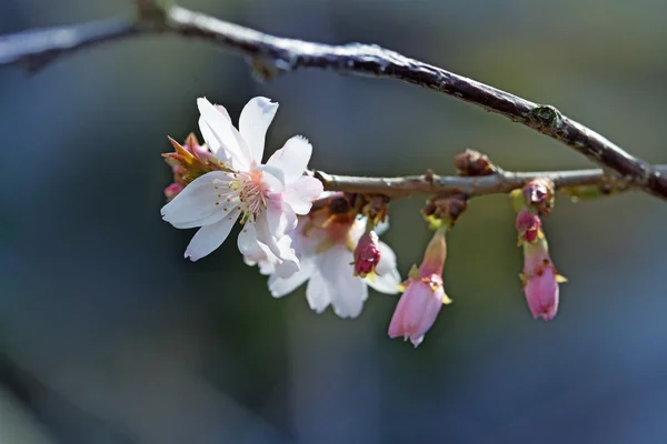 Primo piano dei primi fiori di ciliegio, prunus subhirtella — Foto Stock