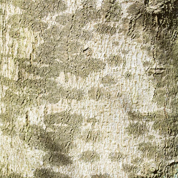 Mottled bark of a tree trunk, background texture — Stock Photo, Image