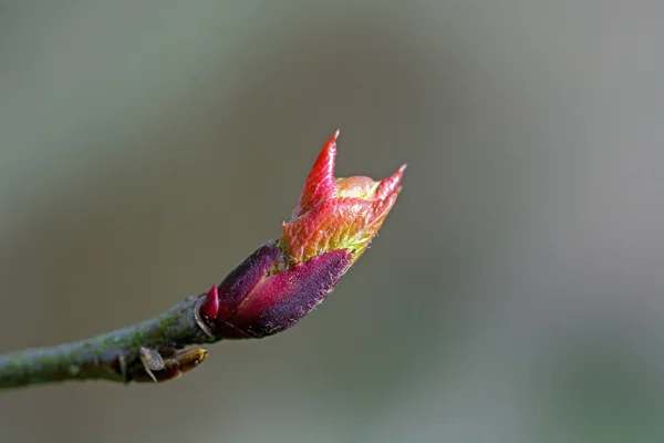 Bourgeon rouge sur une branche de mépilus, le printemps déplie les jeunes feuilles — Photo