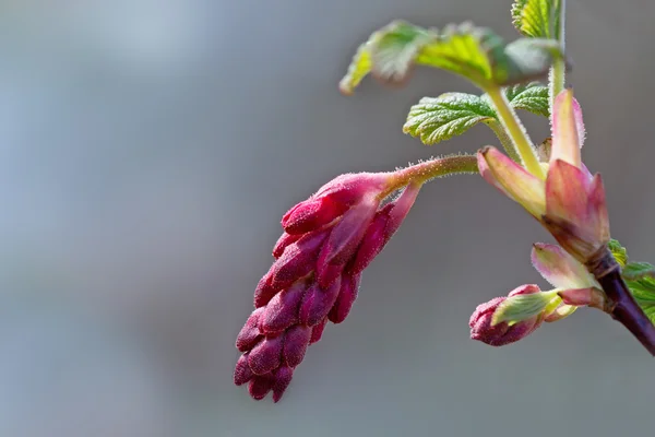 Bourgeons de groseille à fleurs rouges, gros plan avec espace de copie — Photo