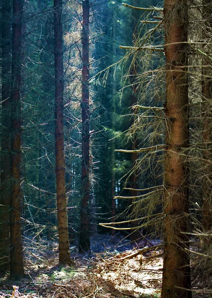 Forêt sombre avec des conifères — Photo