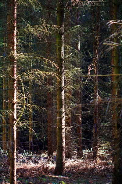 Yakından aralıklı ağaçları ile iğne yapraklı orman — Stok fotoğraf