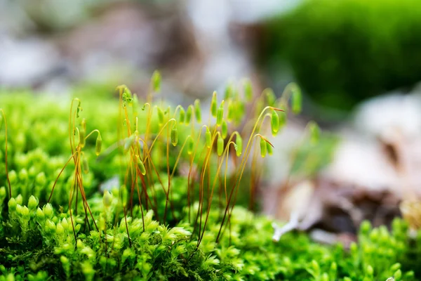 Makro çekim yeşil yosun — Stok fotoğraf