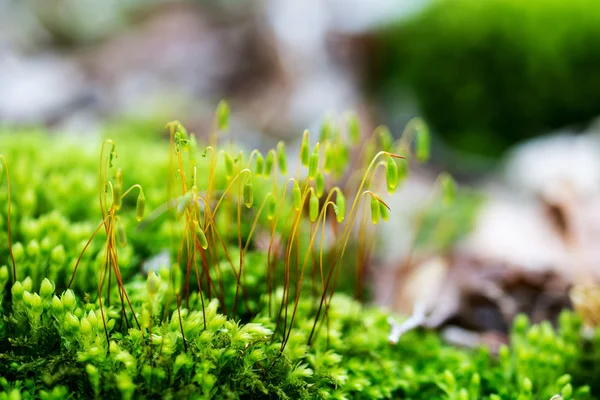 Macro brote de musgo verde — Foto de Stock