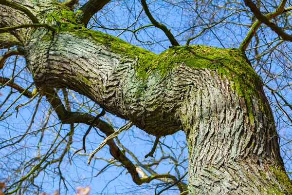 Kaba ağaç kabuğu ve moss ile çarpık eski ağaç — Stok fotoğraf