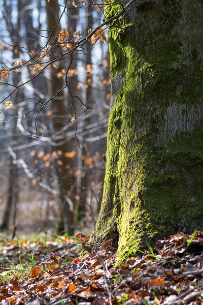Strong trunk of a beech tree covered with moss — Stock Photo, Image