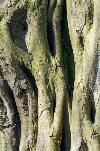 Tronco de árbol con superficie surcada, textura de fondo —  Fotos de Stock