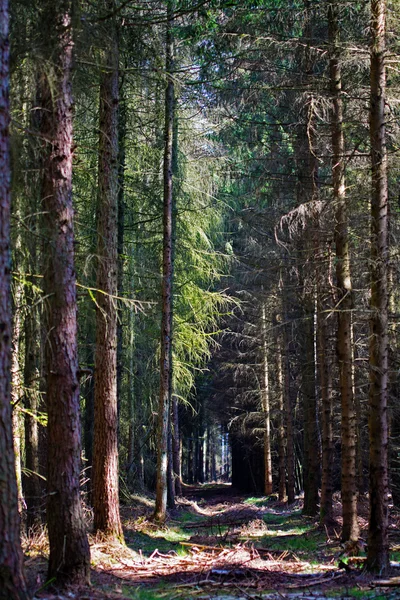path through a dark forest with conifers