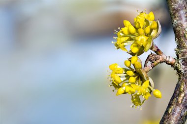 çiçek açan kızılcık, cornus mas, kopya alanı b ile yakın