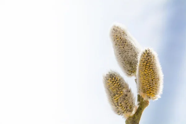 Pussy willow catkins, background blurred to white — Stock Photo, Image
