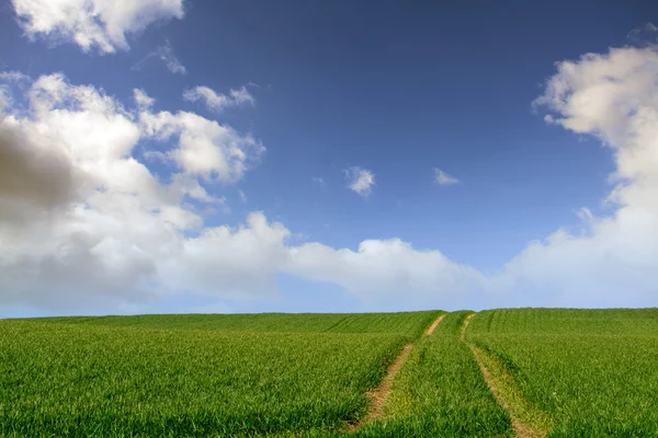 Pole s traktorem stopy proti modré obloze bílé mraky — Stock fotografie