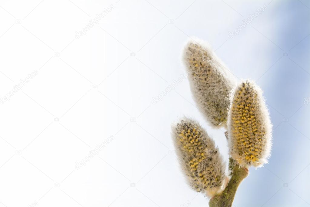 pussy willow catkins, background blurred to white