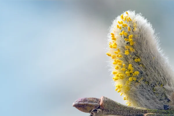Weidenkätzchen mit Pollen gegen Blau — Stockfoto