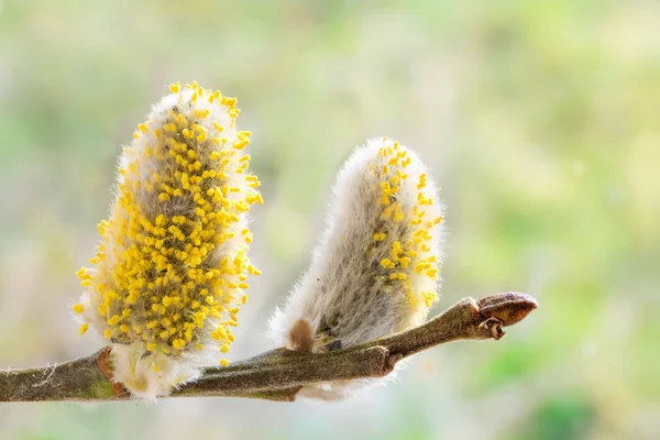 Buceta salgueiro catkins com pólen amarelo em um ramo de salgueiro — Fotografia de Stock