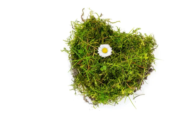 Piece of turf and moss in heart shape with a daisy isolated on w — Stock Photo, Image