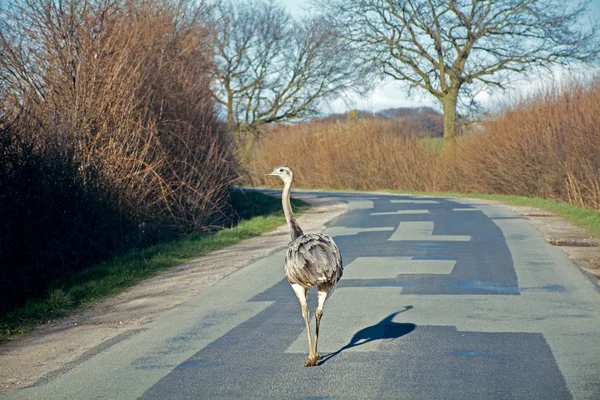 Kuzey bir ülkede yol üzerinde yürüyen feral büyük rhea (nandu) — Stok fotoğraf