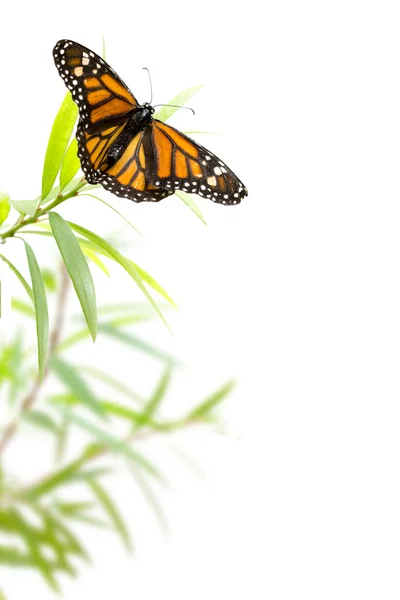 Бабочка на растении, изолированном на белом, пограничном фоне — стоковое фото