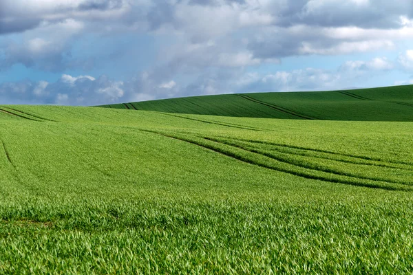 Широкое зеленое поле и голубое небо с облаками — стоковое фото