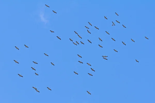 Schar fliegender Kraniche am blauen Himmel — Stockfoto