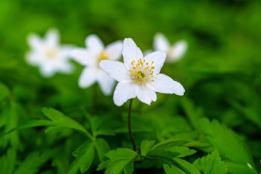 Beyaz windflowers veya bir yeşil ağaç anemon (anemone nemorosa)