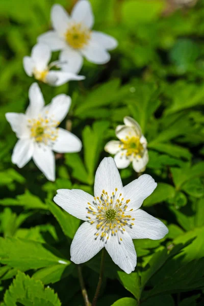 Erken Bahar çiçekli ağaç anemone (anemone nemorosa), dikey — Stok fotoğraf