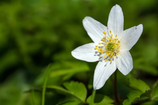 Wood anemone, detail květu, kopie prostor — Stock fotografie