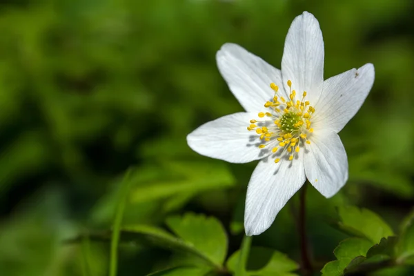 Anêmona de madeira, close-up da flor, espaço de cópia — Fotografia de Stock