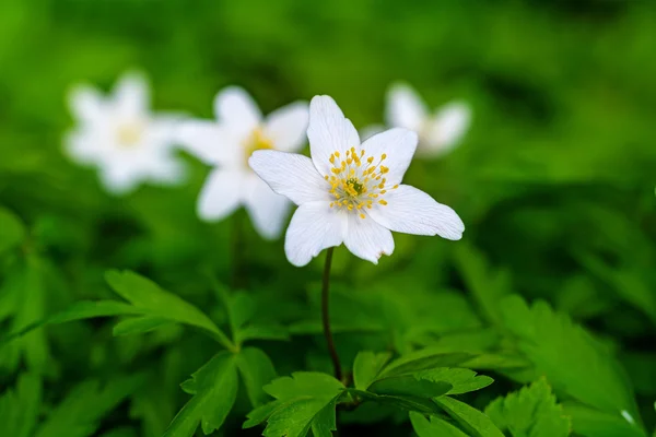 Flores brancas ou anêmonas de madeira (anêmona nemorosa) em um verde — Fotografia de Stock