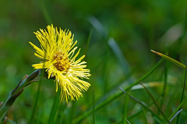 Coltsfoot λουλούδι στο καταπράσινο γρασίδι, θολή φόντο — Φωτογραφία Αρχείου