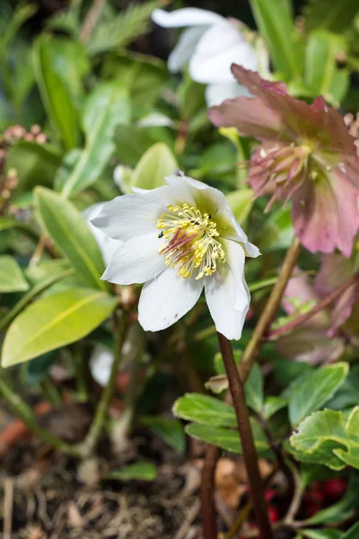 Witte Helleborus flower — Stockfoto