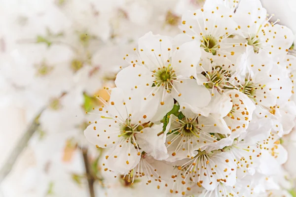 Vita blommor i det vilda plommonet, tidig vår bakgrund — Stockfoto