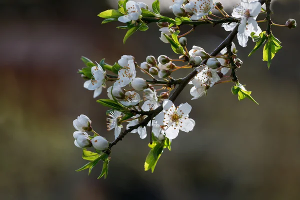 Vita blommande gren av det vilda plommonet — Stockfoto