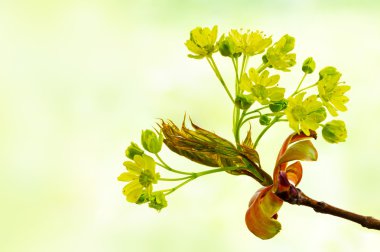 Norveç maple Tree, Acer platanoides, yine bahar çiçekleri