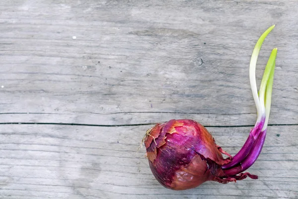 Backgr uzayda kopya ile rustik ahşap üzerine kırmızı soğan çimlenme — Stok fotoğraf