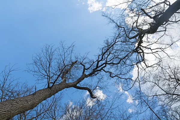 Baumwipfel kahler Bäume treffen sich im blauen Himmel — Stockfoto