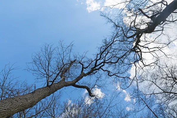 Copas de árboles desnudos se encuentran en el cielo azul — Foto de Stock