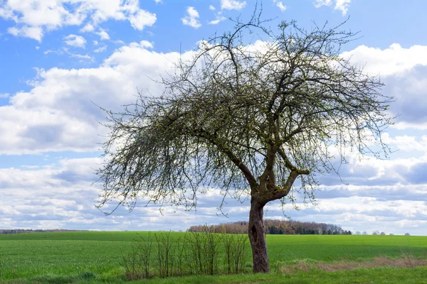 Manzano viejo en primavera contra el cielo azul con nubes — Foto de Stock