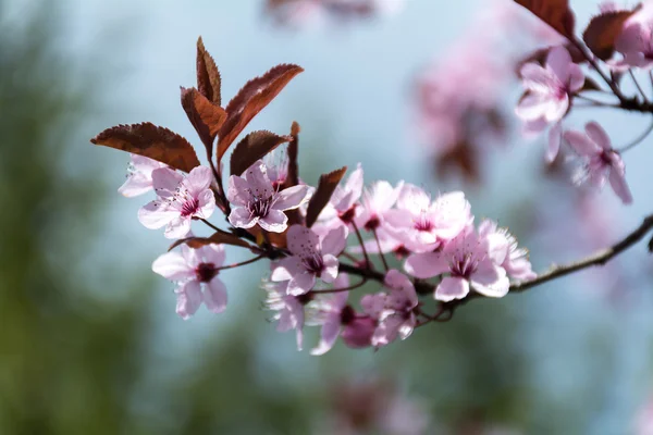 Tak met roze pruim bloeien in de lente, ondiepe diepte van veld — Stockfoto