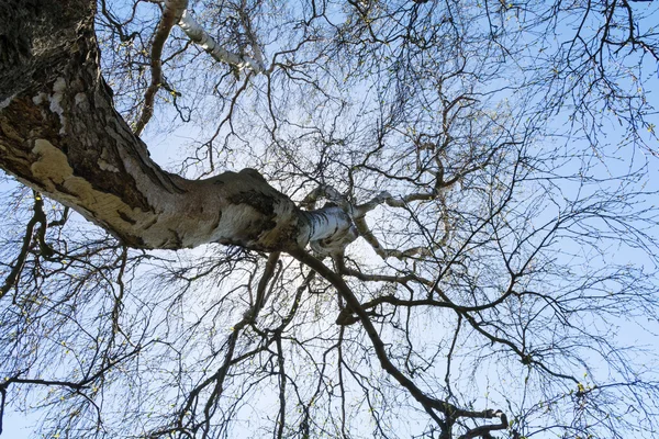 在一棵光秃秃的老桦树的树梢上看到 — 图库照片