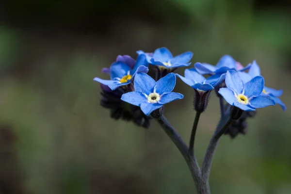 Forgetmenot blommor, nära upp skott — Stockfoto