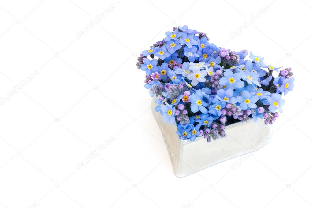 forget-me-not flowers in a silver heart shape isolated on white